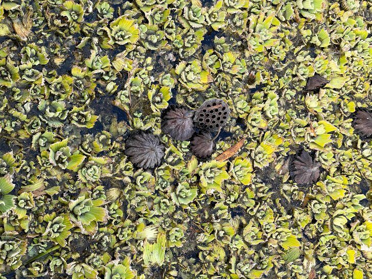 Water cabbage and seed pods at Echo Park Lake